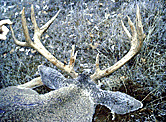 Previous-Seasons035