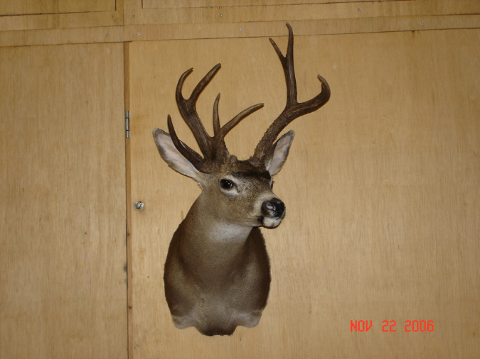 Taxidermy005