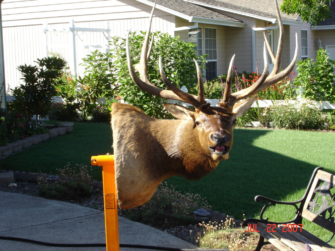 Taxidermy009