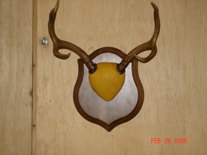 Taxidermy013