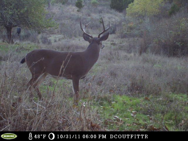 backcard-deer