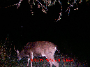 MDGC0050