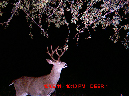 backcard-deer2