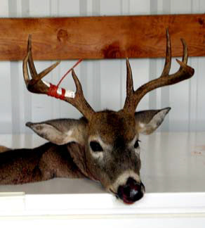 Whitetail002%20(1)